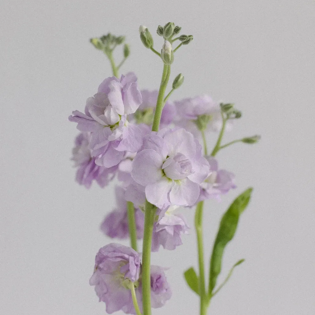 Lavender Spray Stock Flower