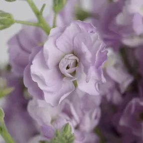 Lavender Spray Stock Flower