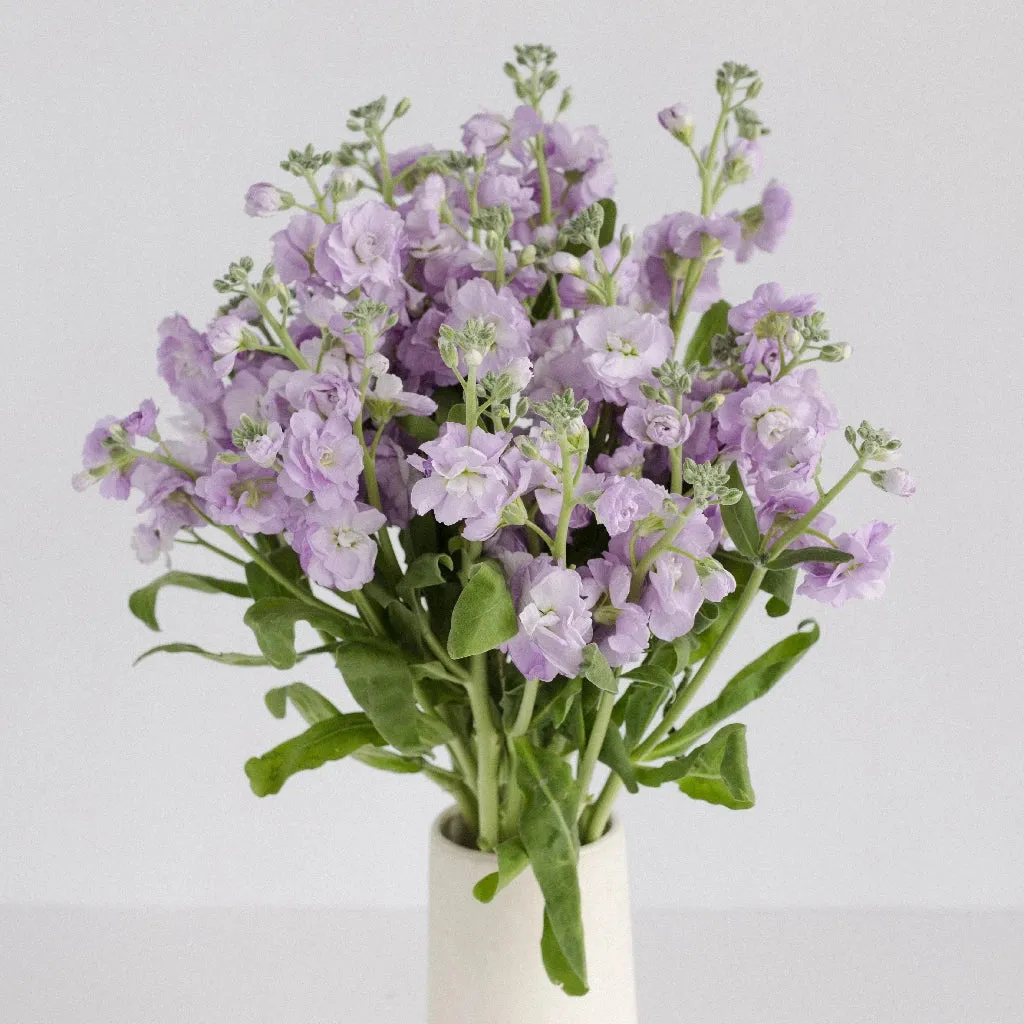 Lavender Spray Stock Flower