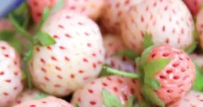 Strawberry - Flamingo Junebearing